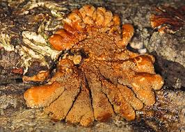 Attēlu rezultāti vaicājumam “Hypocreopsis lichenoides”