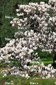 Attēlu rezultāti vaicājumam “Magnolia cylindrica”