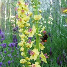 Attēlu rezultāti vaicājumam “Verbascum nigrum flower”