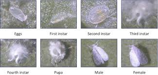 Attēlu rezultāti vaicājumam “Aleurochiton aceris nymph”