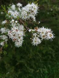 Attēlu rezultāti vaicājumam “Trichia ambigua”