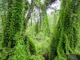 Attēlu rezultāti vaicājumam “Lignydium muscorum young”