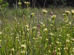 Attēlu rezultāti vaicājumam “Rhynchospora alba leaf”