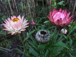 Image result for Helichrysum lindleyii