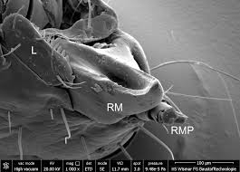 Attēlu rezultāti vaicājumam “Korynetes caeruleus”