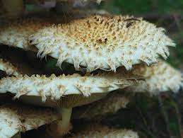 Attēlu rezultāti vaicājumam “Pholiota squarrosa”