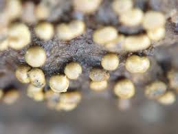 Attēlu rezultāti vaicājumam “Trichia varia”