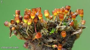 Attēlu rezultāti vaicājumam “Physcomitrium pyriforme”