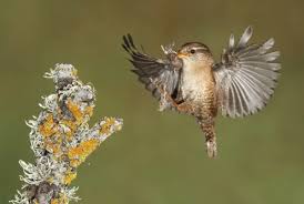 Attēlu rezultāti vaicājumam “Troglodytes troglodytes”