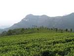 File:Ooty Coffee Plantation.jpg - Wikipedia, the free encyclopedia