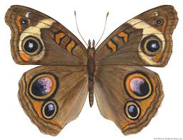 Attēlu rezultāti vaicājumam “Nymphalidae”