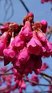 Image result for 緋寒桜