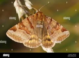 Attēlu rezultāti vaicājumam “Euclidia glyphica”