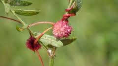 Attēlu rezultāti vaicājumam “Cuscuta epithymum subsp. trifolii flower”