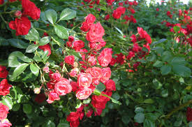 Attēlu rezultāti vaicājumam “Rosa subcanina leaf”