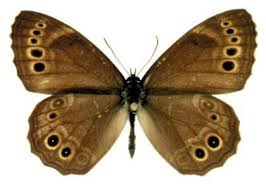 Attēlu rezultāti vaicājumam “Lopinga achine”