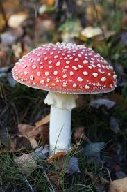 Image result for vliegenzwam