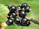 Free Stock Photo of Black Currant 2 - Food