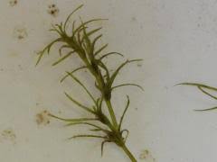 Attēlu rezultāti vaicājumam “Najas minor leaf”