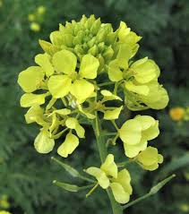 Attēlu rezultāti vaicājumam “Sinapis alba”