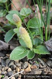 Attēlu rezultāti vaicājumam “Salix x doniana”