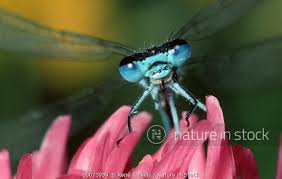 Attēlu rezultāti vaicājumam “Coenagrion puella male”