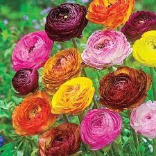 Attēlu rezultāti vaicājumam “Ranunculus mendax flower”