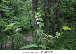 Attēlu rezultāti vaicājumam “Melampyrum pratense leaf”
