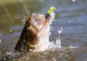 Bass Fishing Tips