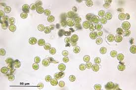 Attēlu rezultāti vaicājumam “Plagiothecium sp.”