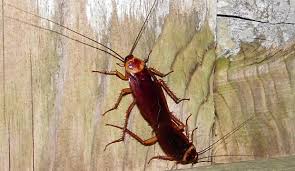 Image result for periplaneta americana