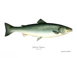Image result for Salmo salar