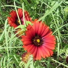 Image result for Gaillardia amblyodon