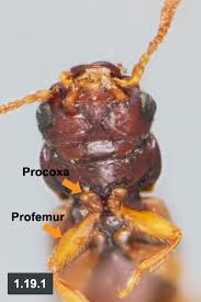 Attēlu rezultāti vaicājumam “Dendrophagus crenatus”