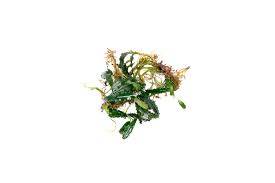 Risultati immagini per bucephalandra pinoh red stem