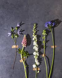 Attēlu rezultāti vaicājumam “Alchemilla subcrenata  flower”