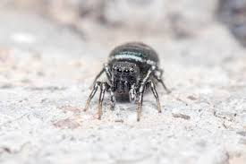 Attēlu rezultāti vaicājumam “Heliophanus sp.”