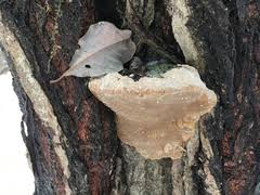 Attēlu rezultāti vaicājumam “Phellinus populicola”