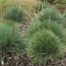 Attēlu rezultāti vaicājumam “Koeleria glauca”