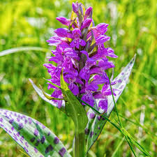 Attēlu rezultāti vaicājumam “Dactylorhiza”