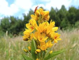 Attēlu rezultāti vaicājumam “Lysimachia vulgaris”