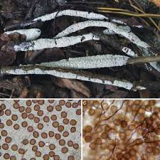 Attēlu rezultāti vaicājumam “Diderma crustaceum spores”