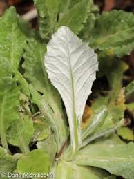 Attēlu rezultāti vaicājumam “Primula farinosa fruit”