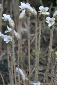 Attēlu rezultāti vaicājumam “Orobanchaceae”