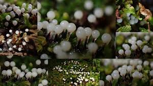 Attēlu rezultāti vaicājumam “Trichia crateriformis stalked”