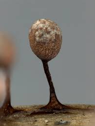 Attēlu rezultāti vaicājumam “Craterium aureum”