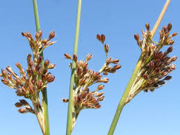 Attēlu rezultāti vaicājumam “Juncus inflexus”