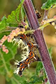 Attēlu rezultāti vaicājumam “Polygonia c-album larva”