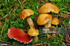 Attēlu rezultāti vaicājumam “Gomphidius roseus”