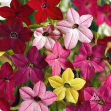 Image result for Nicotiana x sanderae